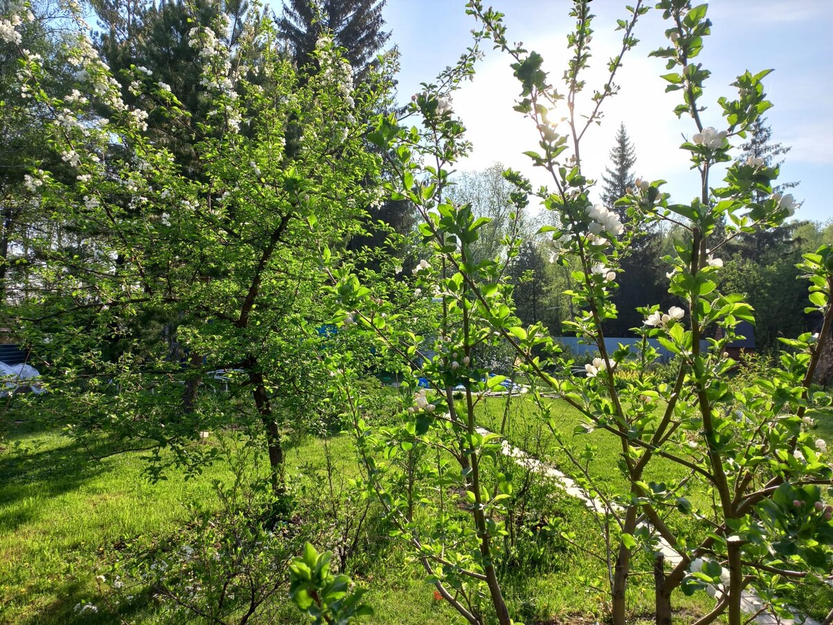 Сезон - зачет! Яблони и вишни зацветают!