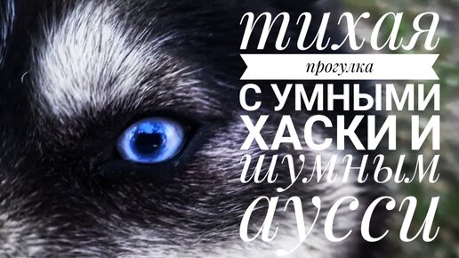 Без лишних слов: тихая прогулка с умными хаски и Валентином😉. Спокойное видео для тех, кто хочет отдохнуть❤️