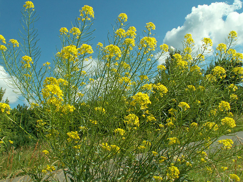 Фото: Яндекс Картинки