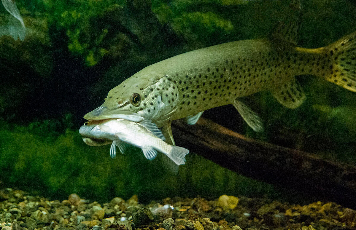 Пресно водный. Обыкновенная щука (Esox Lucius). Амурская леопардовая щука. Вид обыкновенная щука - Esox Lucius. Амурская пятнистая щука.