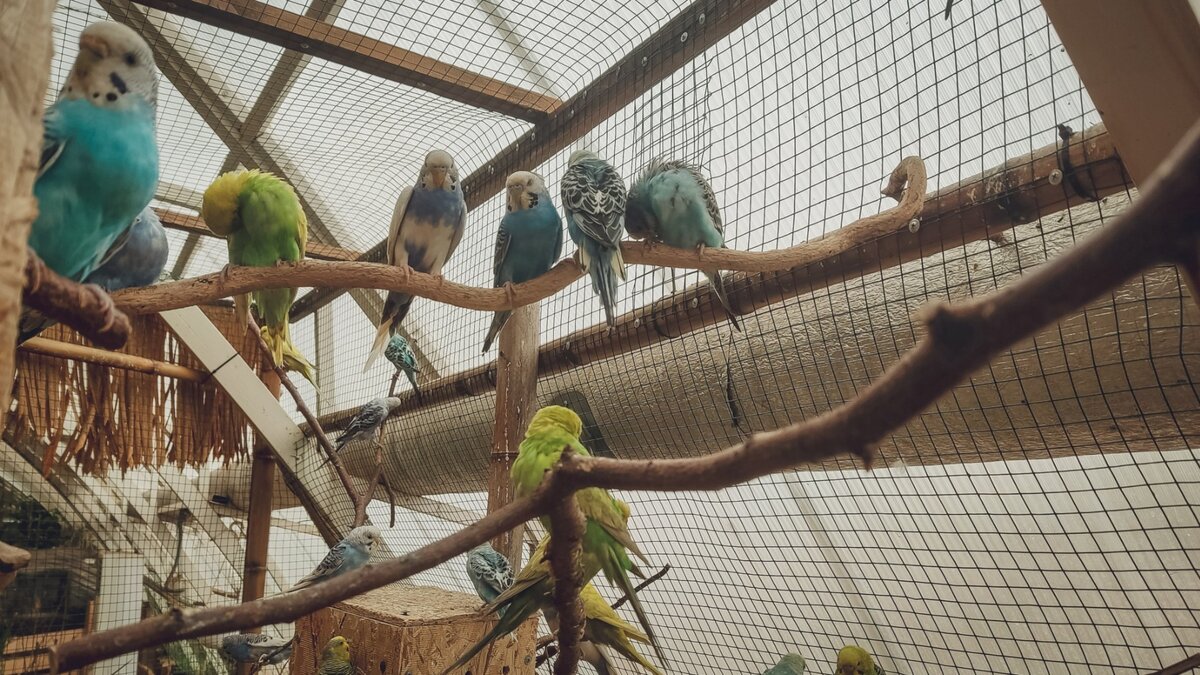     Мини-зоопарк, расположенный в одном из уфимских ТЦ закрыли. Животные здесь содержались в неподобающих условиях, а также у многи хиз них не было паспортов, сообщает телеграм-канал «Честно говоря»