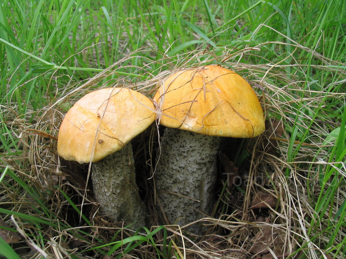 Когда-то это была заурядная картина начала лета (фото И.Лебединского)