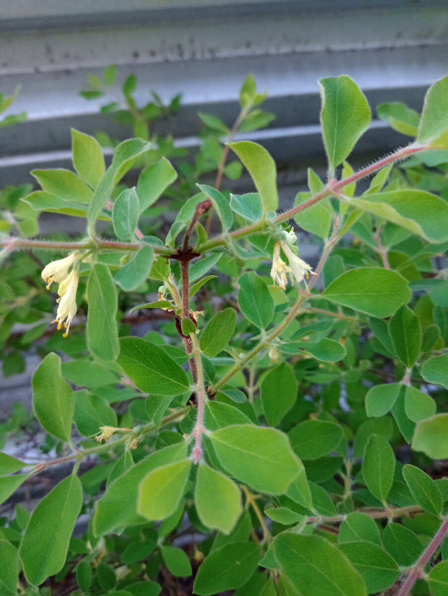 Жимолость отцветает