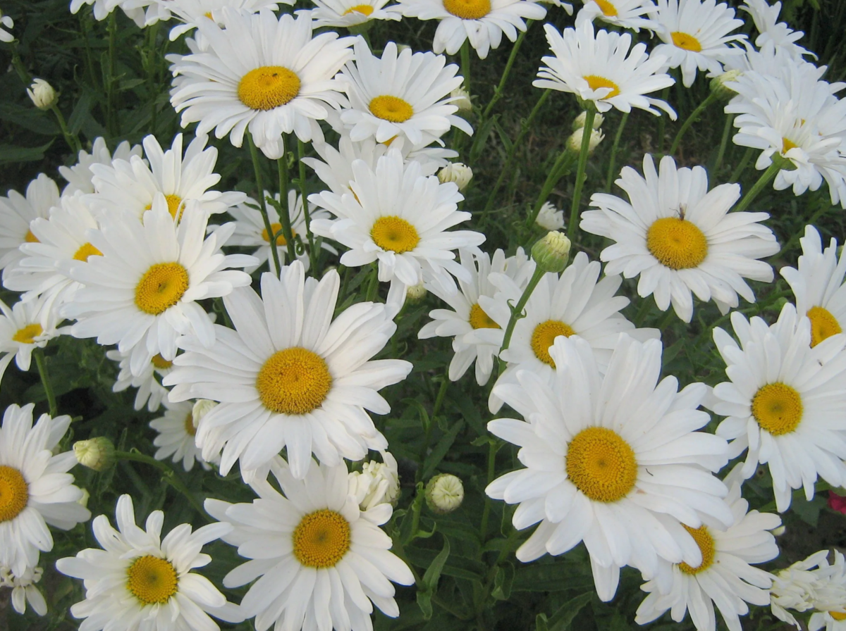 Нивяник цветет с поздней весны до начала лета (источник фото: vsegda-pomnim.com)