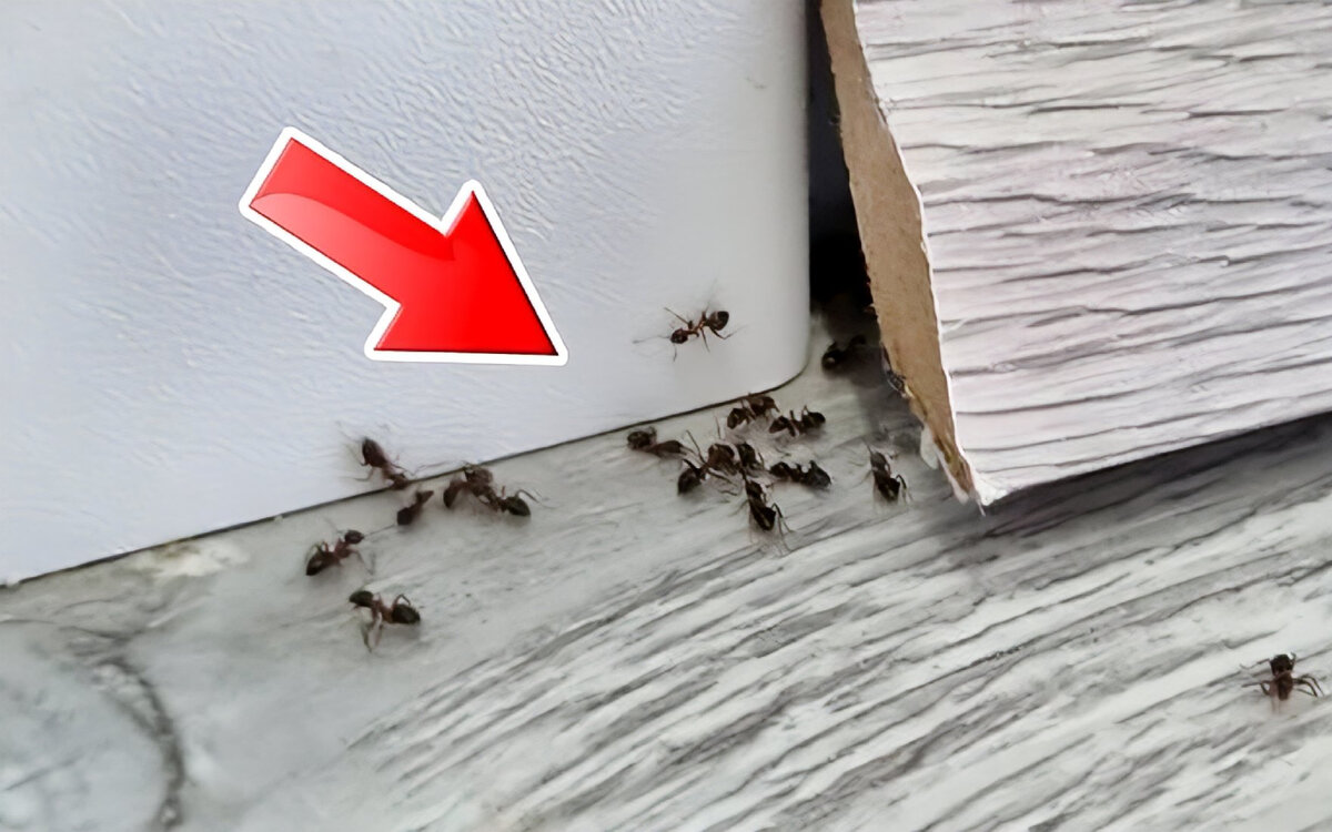 Мелкие муравьи в доме как избавиться. Маленькие коричневые муравьи в квартире. Большие муравьи в доме. Муравьиный дом.