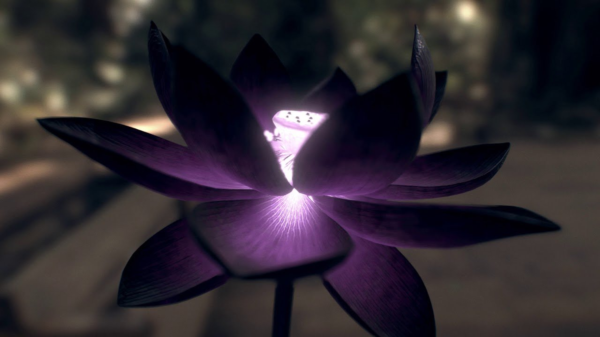 Черный лотос фото