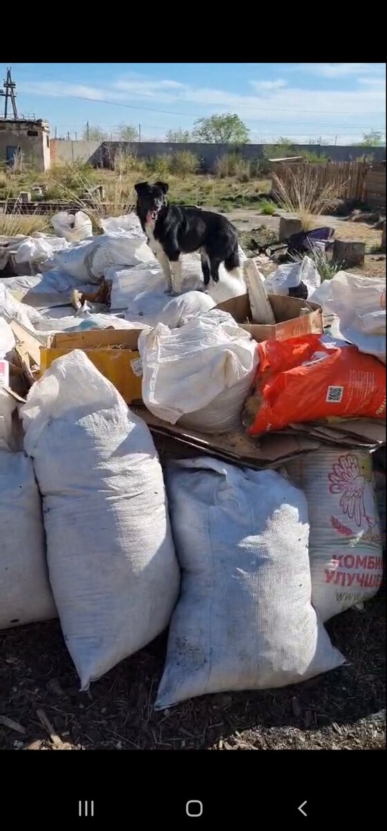 Мусор нужно срочно вывозить