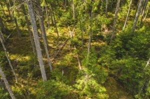    Сфагново-черничный ельник / Фото: м.н.с. Лаборатории биогеоценологии им. В.Н. Сукачёва Иванов Д.Г.