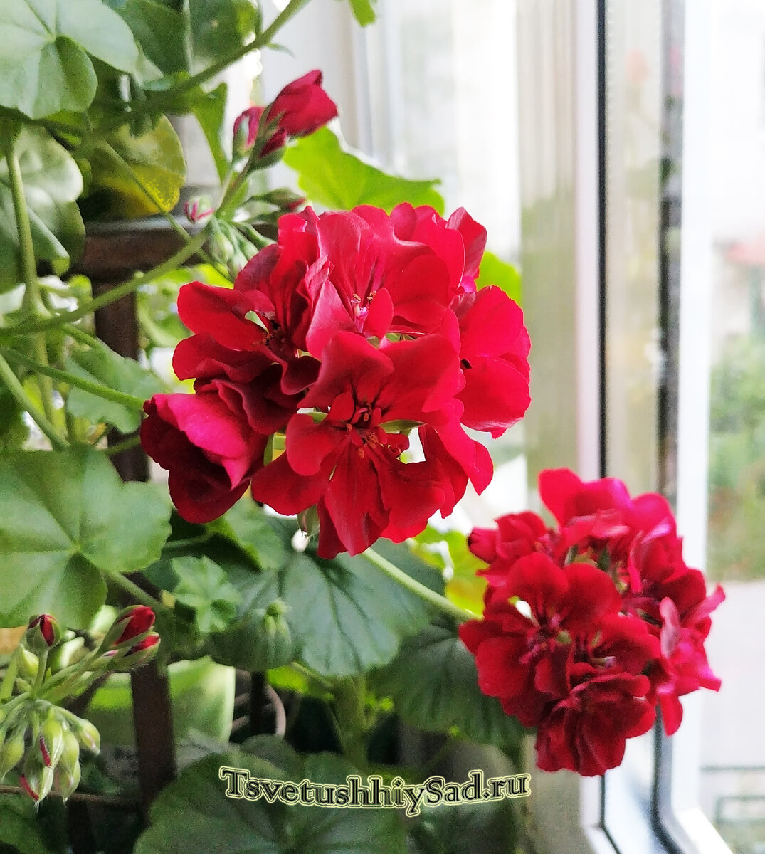 Пеларгония плющелистная ампельная