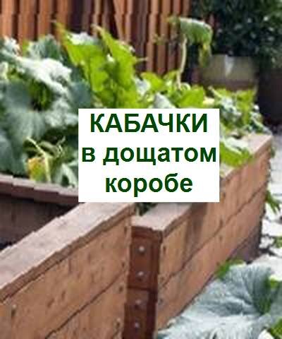 кабачки в дощатом коробе