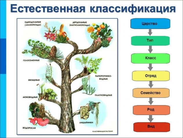 Пример классификации