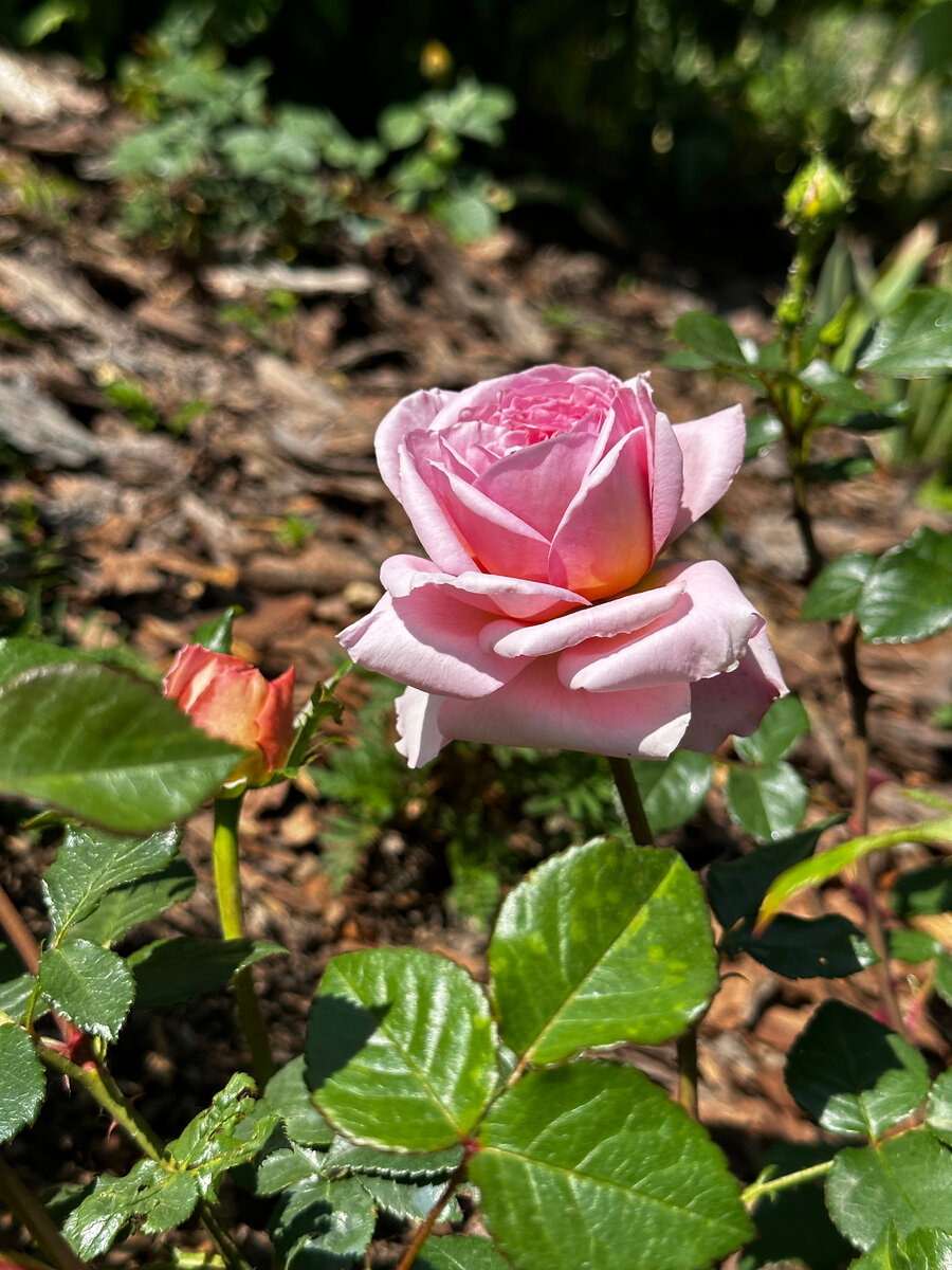 ‘Chippendale’  - раскрывающийся бутон ...