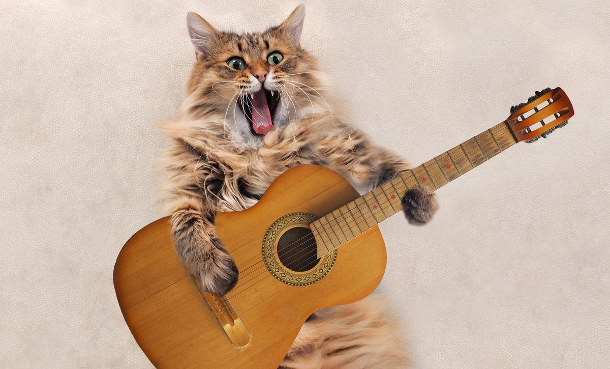 Кот играющий на гитаре. Кот играющий на гитаре. Гитара "котенок". Котик с гитарой. Кот играющий на гитаре.