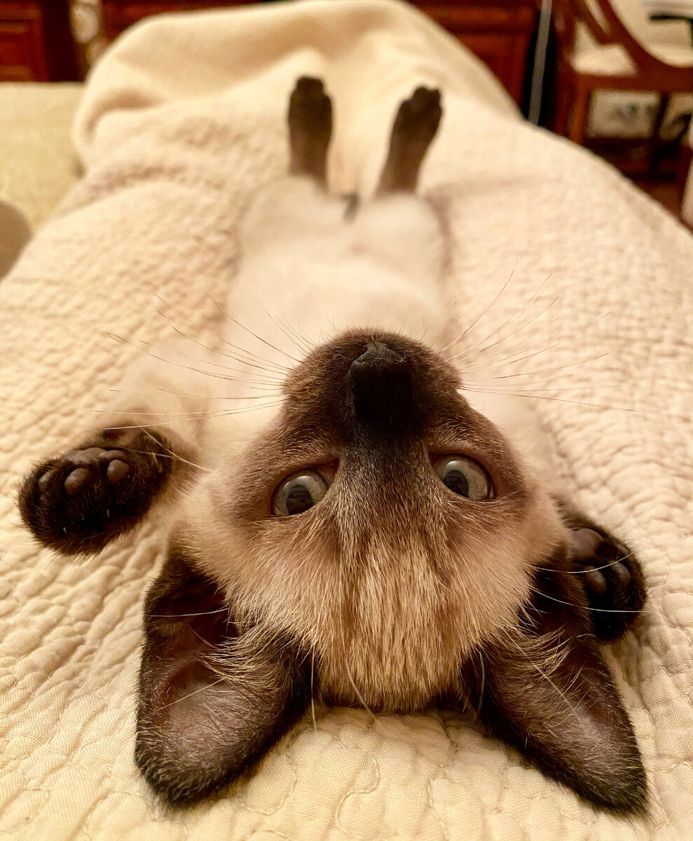 Тима в первые дни, когда его взяла