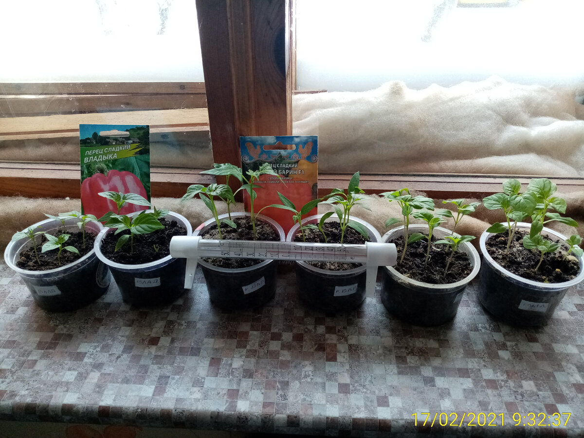 Пока растут густо, надо рассаживать