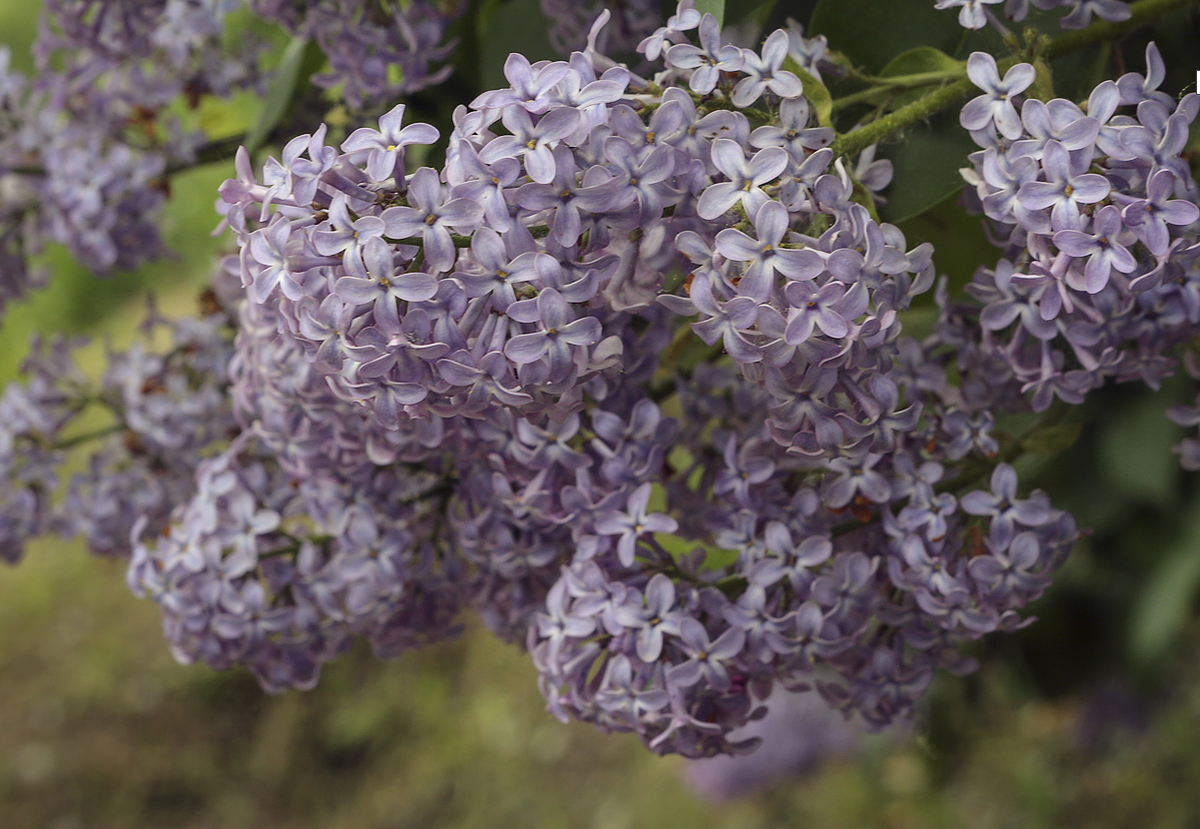 Астра Syringa Orange