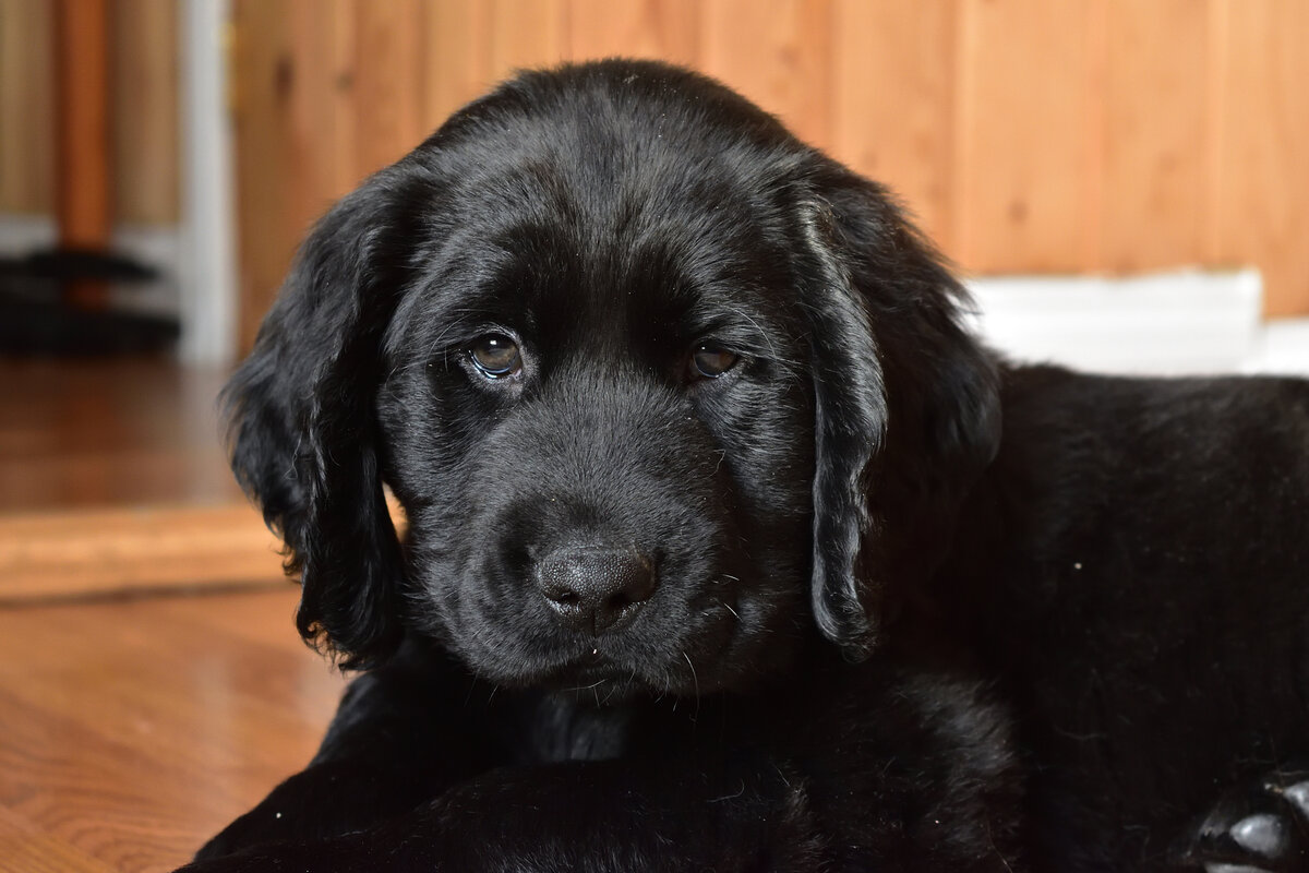 Турецкие сериалы 2022. Преданный 5. Женщина радуется щенку. Преданный 5. Судья сериал 2022.