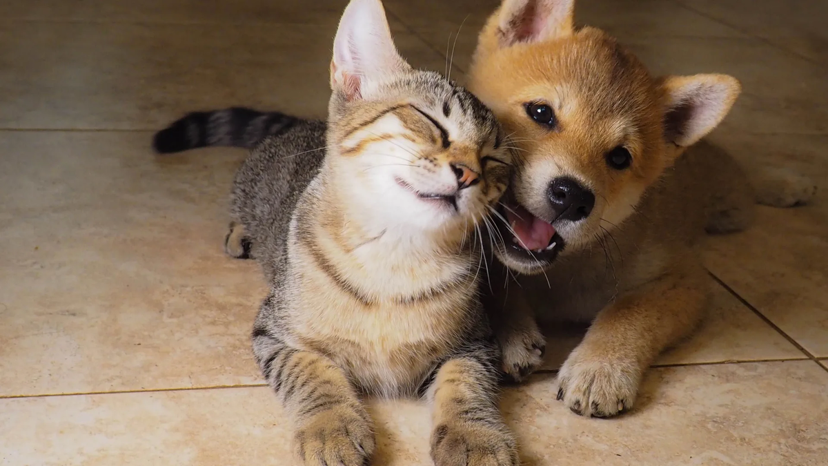 😺🐶Знакомство собаки и кошки: создание гармоничного домашнего очага | Нос,  хвост, лапы | Дзен