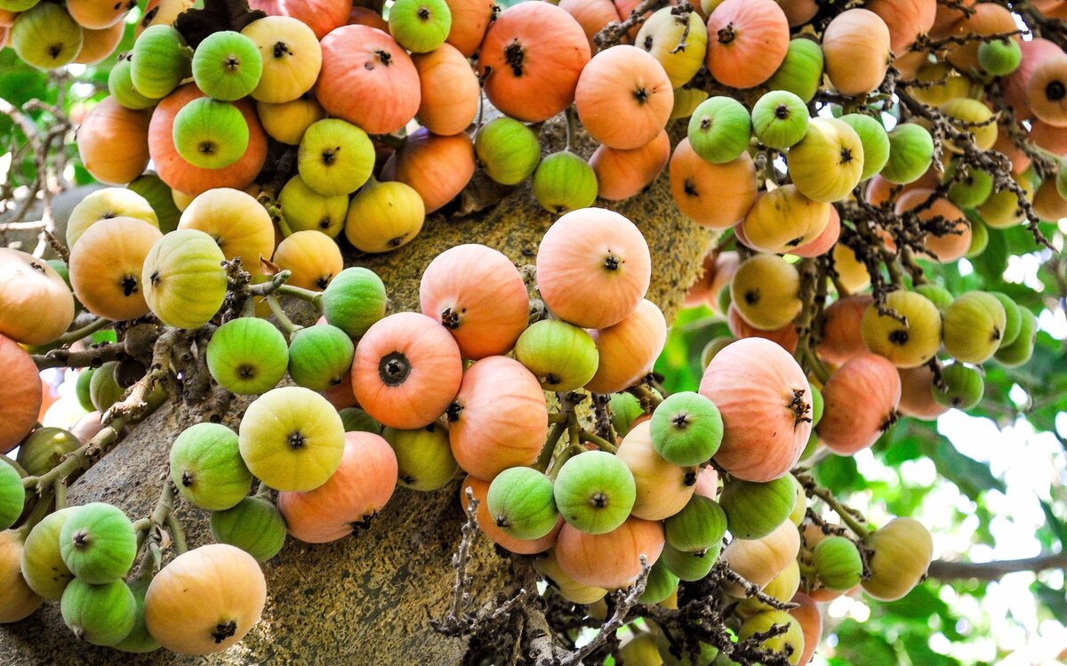 Соцветия-сиконии смоковницы, внутри которых развиваются и опыляются цветки. Источник фото: Яндекс.