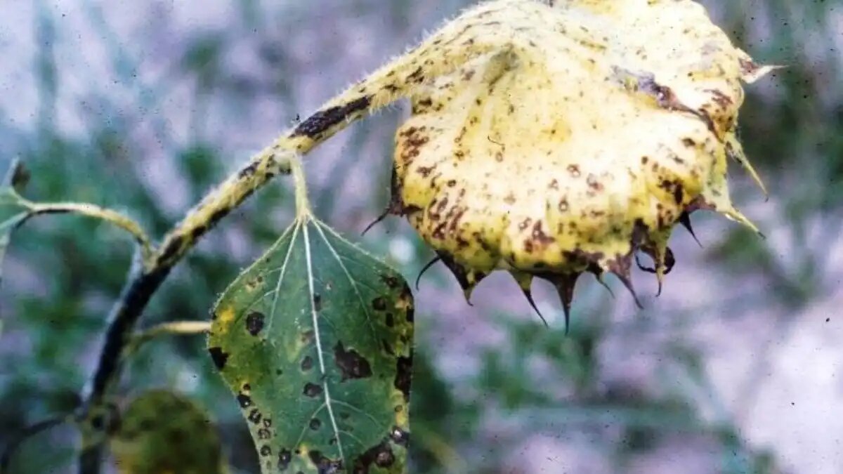 Фото:fsvps.gov.ru