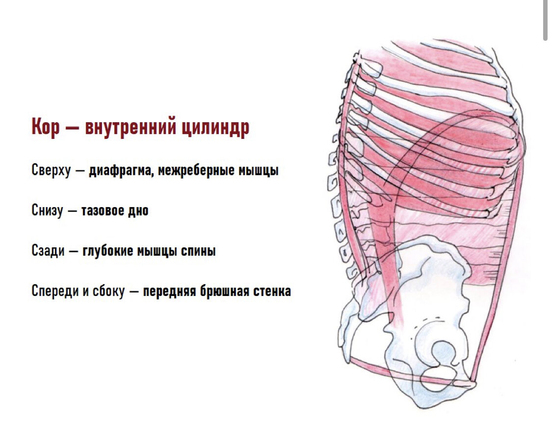 Кор - внутренний мышечный цилиндр в центре тела.