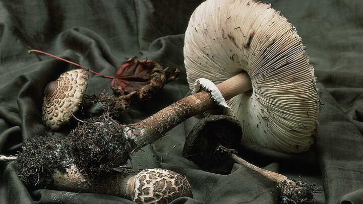 VADIM NEKRASOV/RUSSIAN LOOK/GLOBALLOOKPRESS