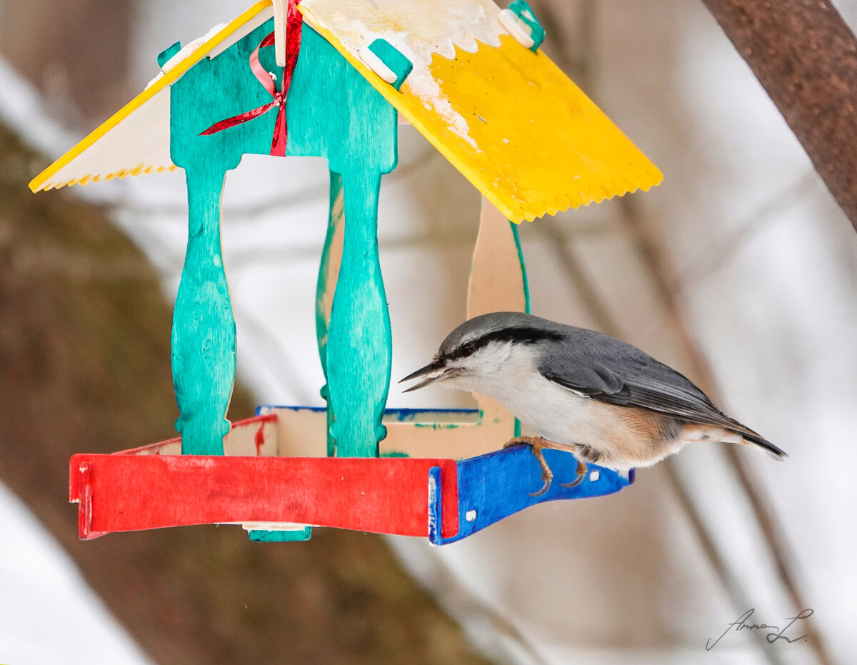 10 креативных самодельных кормушек для птиц для вашего сада или балкона