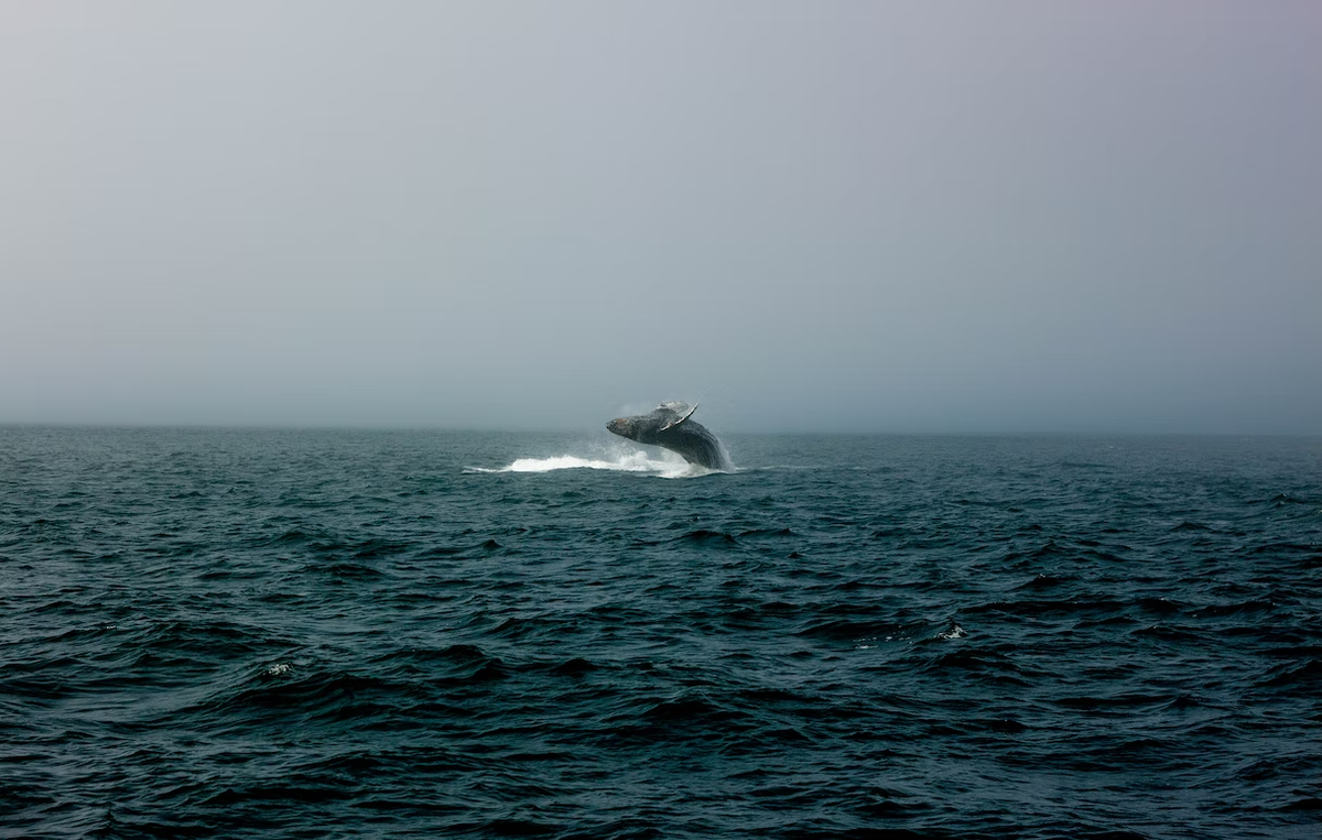 Село Лорино — столица китобоев. В 2019 году там даже сняли фильм «Китобой», который получил приз Венеции.