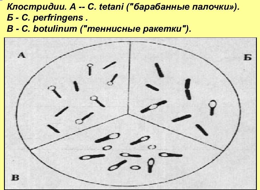 Источник: slide-share.ru