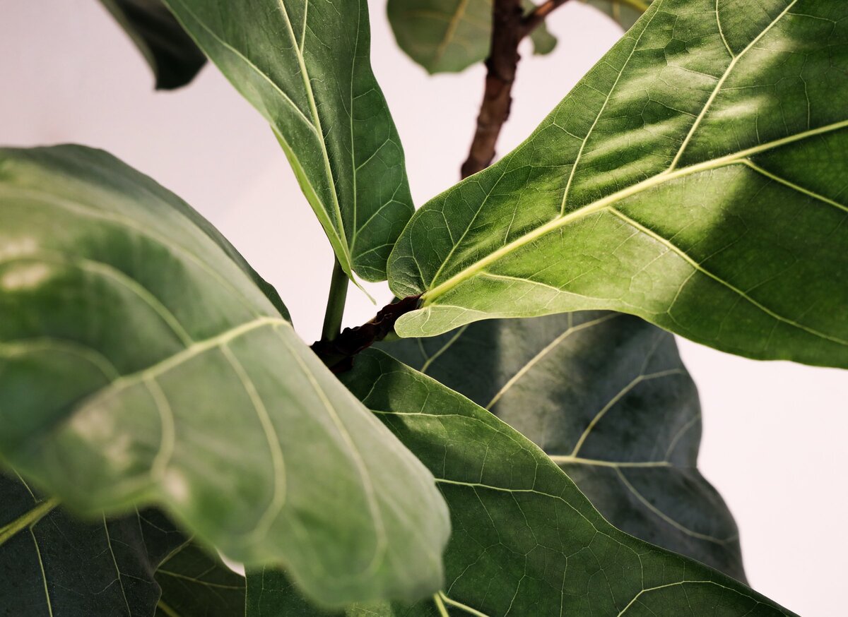 Картинка с бесплатного фотостока https://unsplash.com, автор mk. s