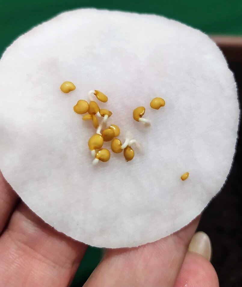 семена готовы к посеву