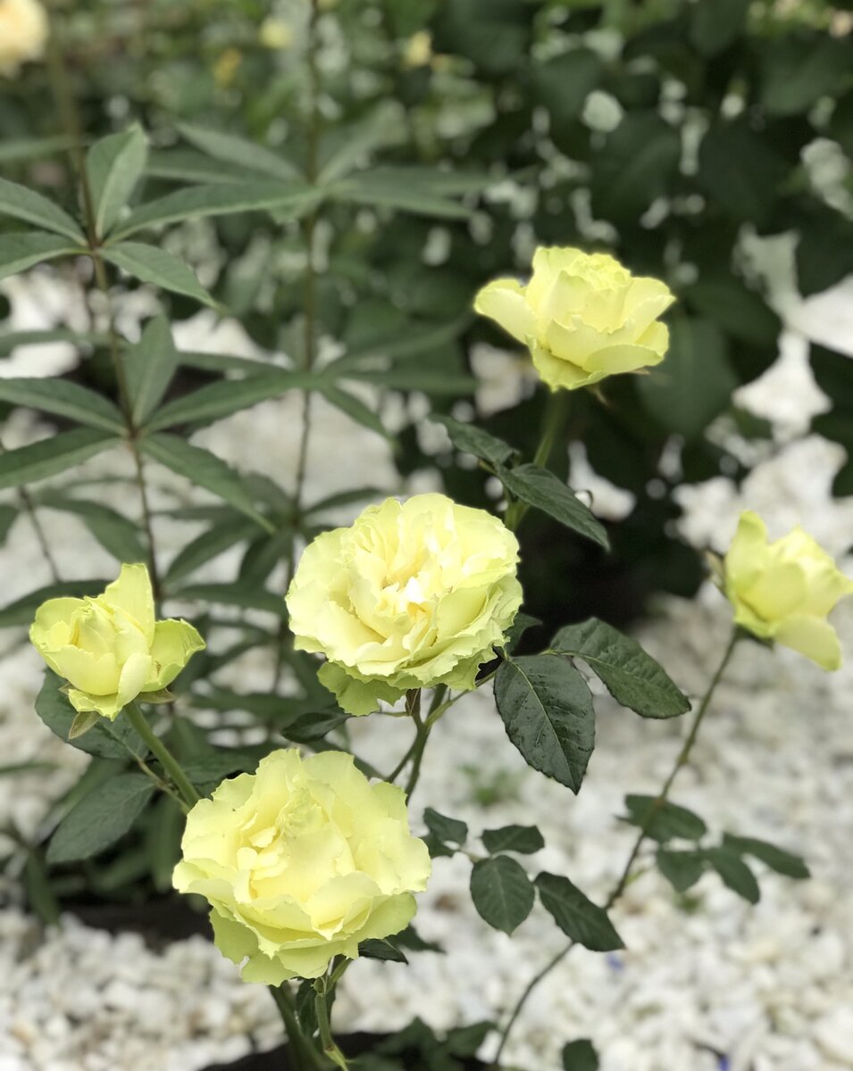 В процессе раскрытия