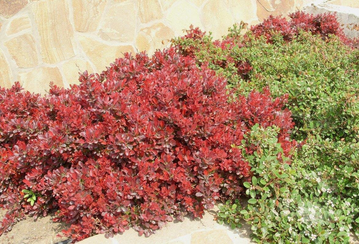 Самшит красный. Барбарис Тунберга Atropurpurea. Барбарис Тунберга кустарник. Барбарис Тунберга Атропурпуреа. Барбарис Тунберга куст.