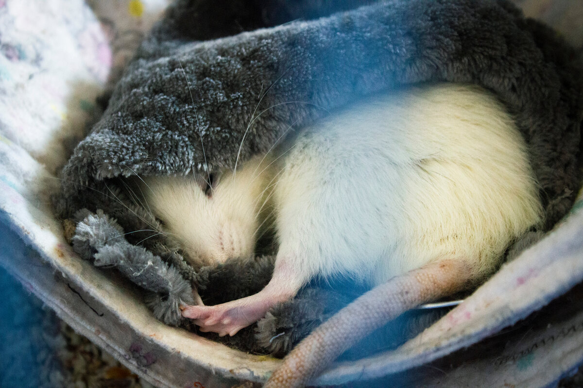 Яшенька тоже уже почётный пенсионер. Соблазняет всех на дневной сон.