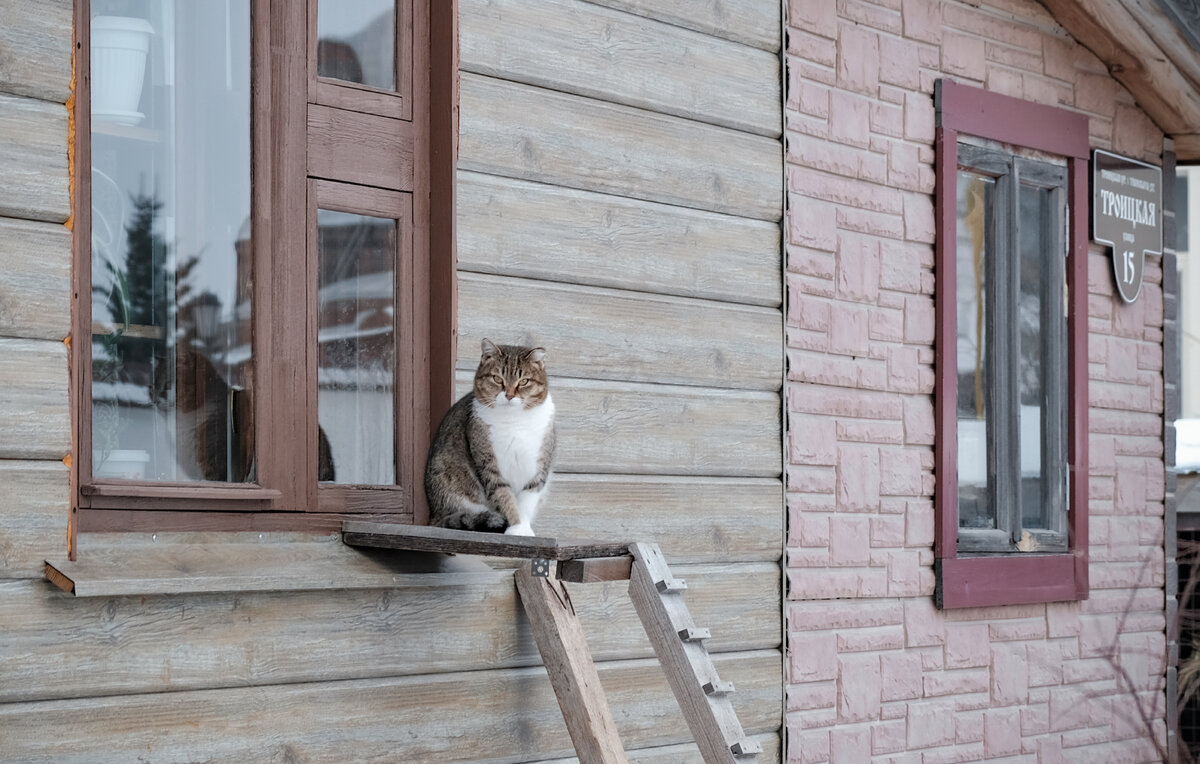    Коты живут почти в каждом доме Свияжска  Оксана Сотник/ТАСС