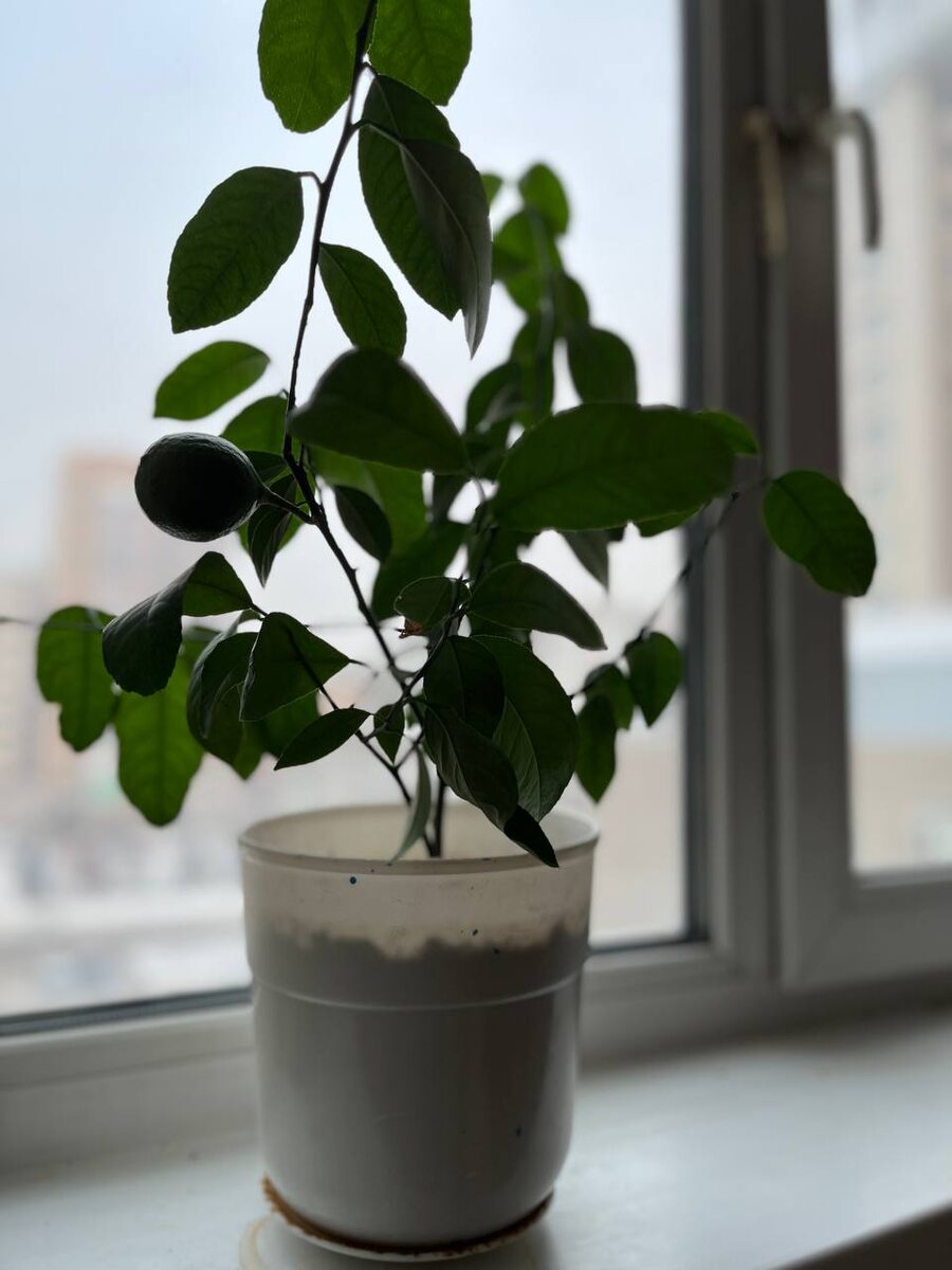 Лимон пока только один. Зелёный ещё...