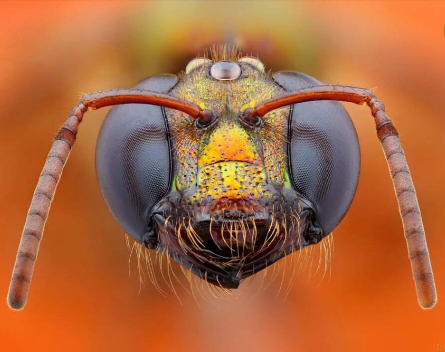Megalopta genalis