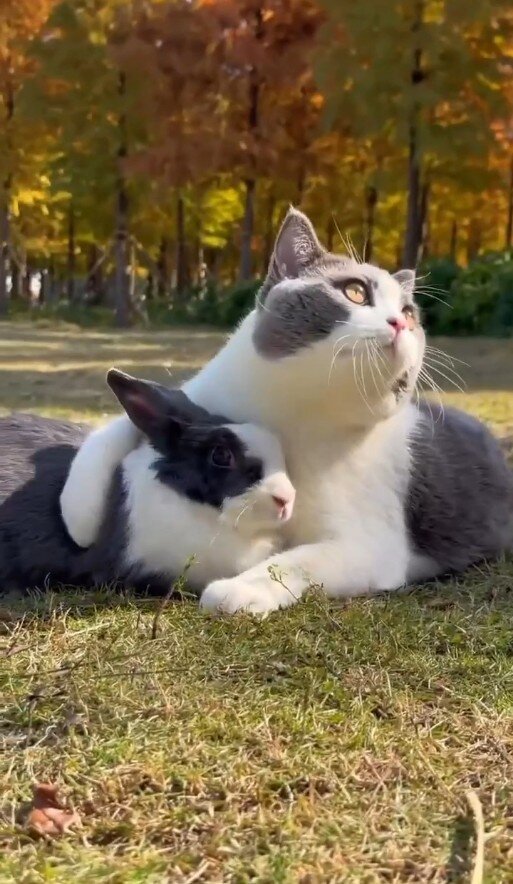 Очень даже да! Чаще всего, хорошие отношение между домашними животными завязываются с самого детства. Они привыкают к запаху, звукам и движениям друг друга и уже считают другое животное своей семьёй.Особенно ищут общения кролики. Они чувствуют себя более защищёнными в компании. А кошка, вылизывая кролика,  инстинктивно чувствует себя главной в доме 😎Наука и факты