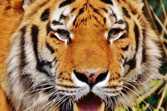    Состояние выжившего после нападения тигра россиянина остается тяжёлым