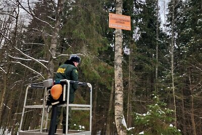    Реклама на деревьях © Пресс-служба Комитета лесного хозяйства Московской области