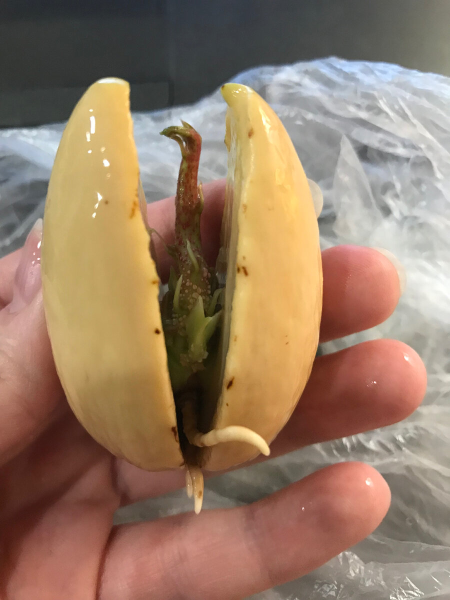 Авокадо 🥑 пророс 