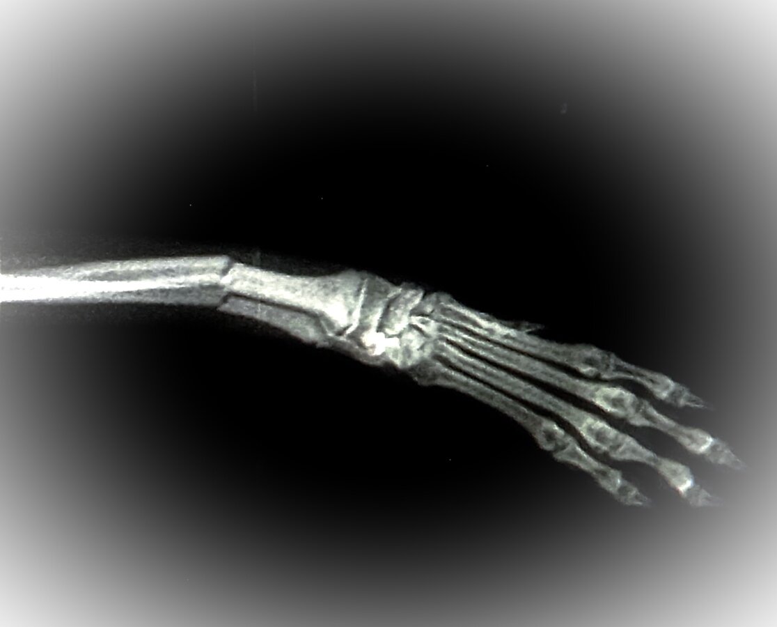 Закрытый перелом лучевой кости лапы щенка