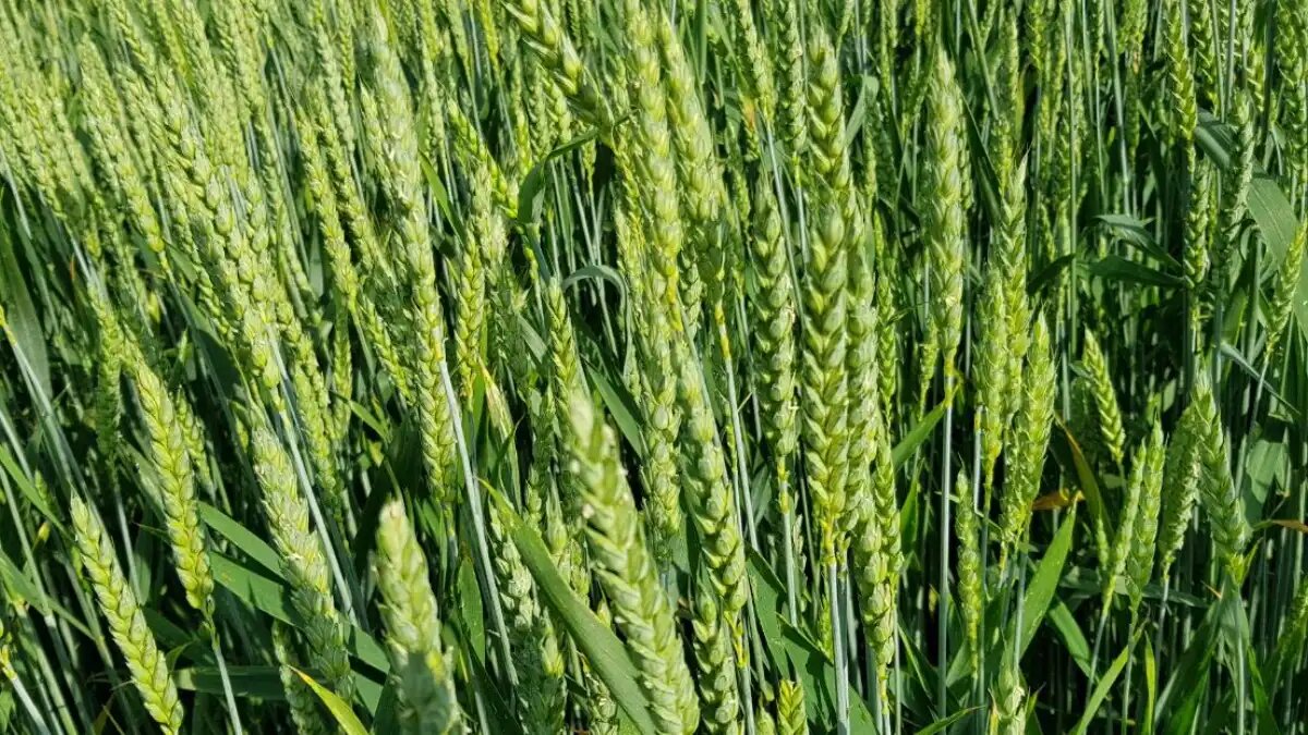 Фото:glavagronom.ru