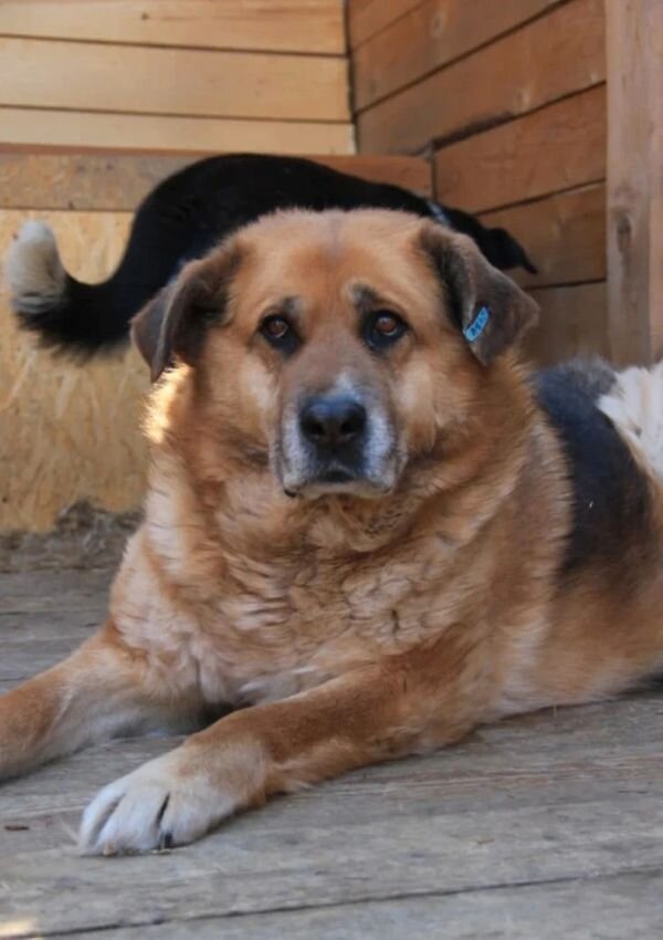 Булочка © Фото из архива приюта