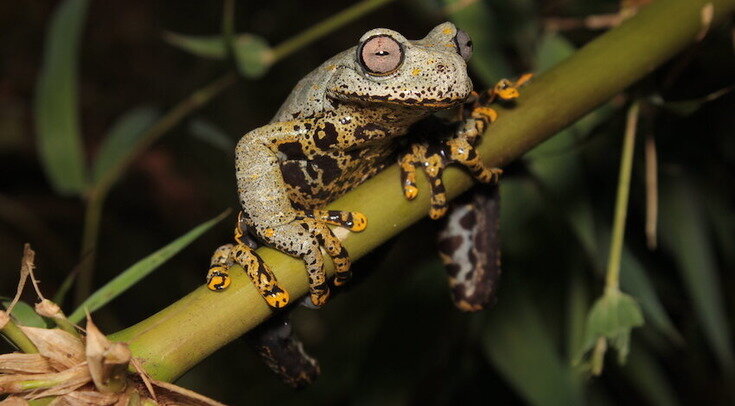   Diego F. Cisneros-Heredia et al. / ZooKeys, 2023