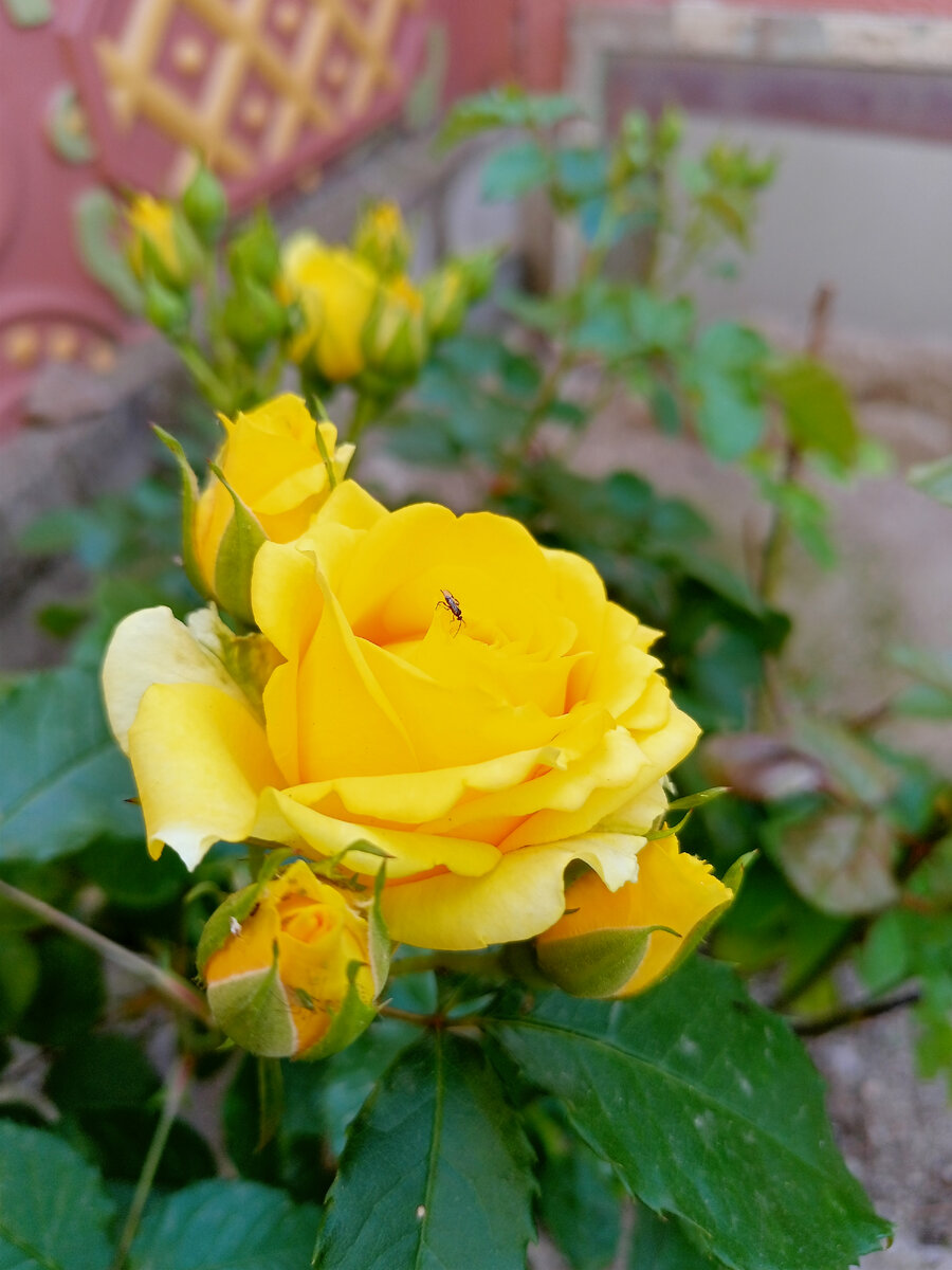 Моя роза. Прям моя собственная, в собственном дворе))