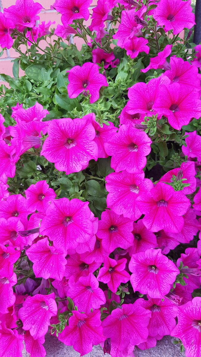 сурфиния Hot Pink - август