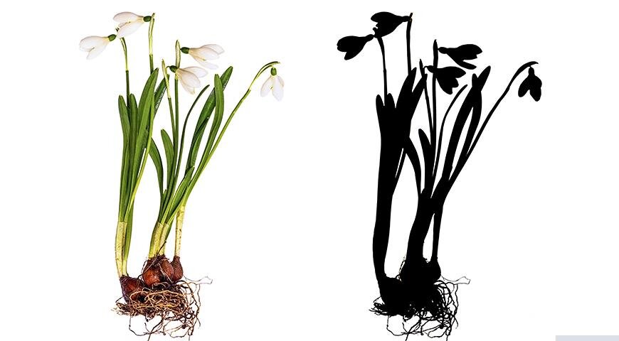 Подснежник белоснежный