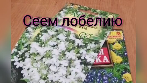 Мои 6 соток | Сеем лобелию двумя способами. | Дзен