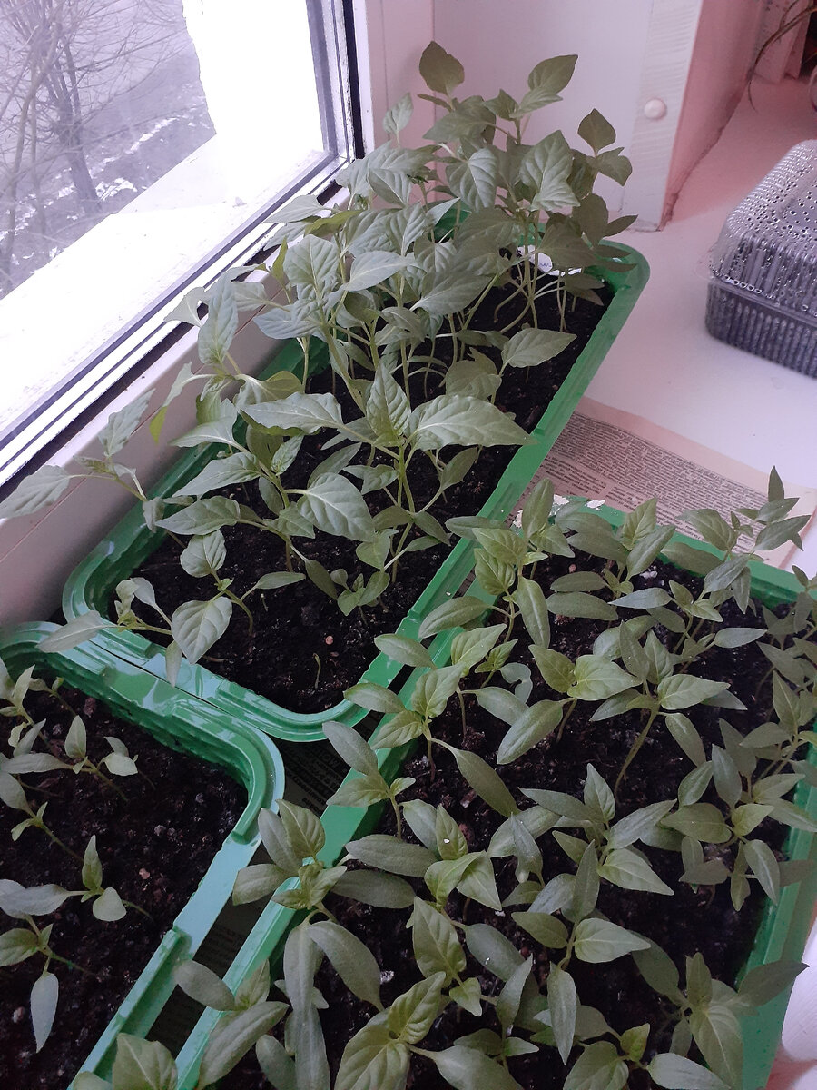 Рассада перца.